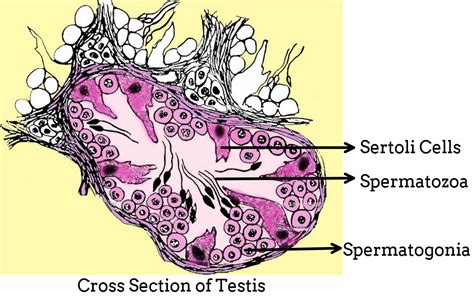 what are sertoli cells|sertoli cells diagram.